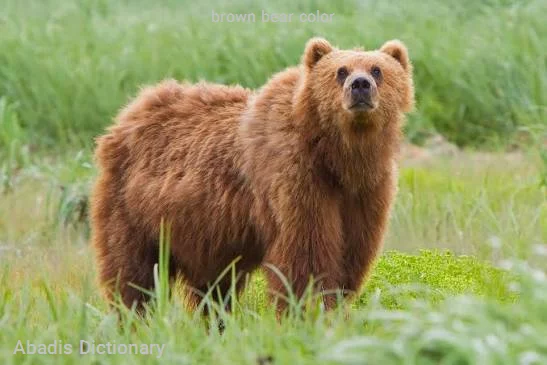 brown bear color